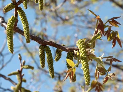 Découvrez les bienfaits de la Fleur de Noyer