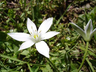 Découvrez les bienfaits de la fleur de Bach étoile de Bethléem